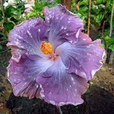 Pin On Hibiscus
