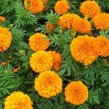 Give us a call at 602.507.4200| my account. Bedding Plants Bedding Plant Nursery Bedding Plants Mesa Gilbert And Queen Creek