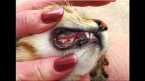 Cat Dental Problems Youtube