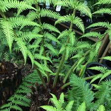 Image result for Dryopteris antarctica