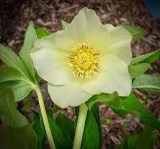 Avoid planting hellebores in summer, when the ground can be too dry. Hellebore Friend Or Foe Yadkin Ripple