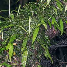 Image result for Loxogramme