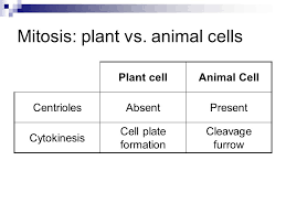You can use both sets together to demonstrate similarities and differences in the mitosis of plant and animal cells. Cell Division And Mitosis Ppt Video Online Download