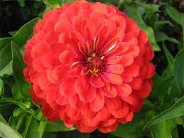 Pin On Gardening
