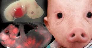 Japan drops ban on human-animal hybrids, lab production greenlit