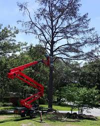 The most common trees found in arkansas are typically oaks, maples, hickories, plums and cherries, and hawthorns. How To Identify Trees In Arkansas Little Rock Arborists Tree Trimming Tree Care