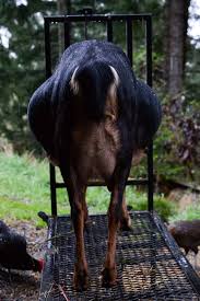 How long is a female goat pregnant? How To Tell If A Goat Is Pregnant Arxiusarquitectura