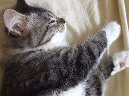 Kedi Boku Just Another Wordpress Com Site