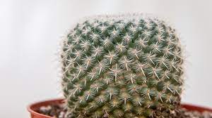 The shapes of cactus spines influence how they poke passersby. The World Of Strange Cacti Mulhall S
