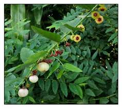 Image result for Phyllanthus macranthus