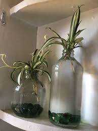 Easy Diy Spider Plant Decor Step 1 Buy A Spider Plant Or If You Know Someone With A Spider Plant Ask Them If You Can Have A Plant Decor Spider Plants Plants
