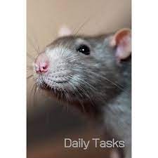 Daily Tasks 6x9inch Cute Rat Book Daily Checklist For Organisation Cute Book For Rat Lovers 6x9inch Paperback - Walmartcom In 2021 Small Pets Cute Rats Animals