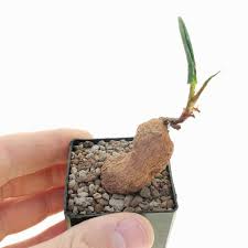 Image result for Oxygonum