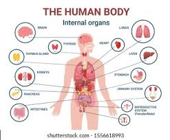 Imagine that you are in an english speaking country and you need to see a doctor, for example. View 19 Male Body Parts Organs