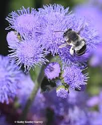Image result for Otiophora caerulea