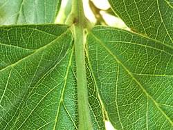 Image result for Combretum erythrophyllum