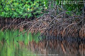 Image result for Rhizophora