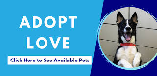 Bug free pest control offers residential pest control with no long term contracts. Animal Care Control City Of Fort Wayne