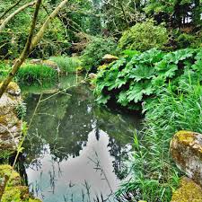 American companies are finding business is different on the. Setting Up A Natural Pond Advice On How To Set It Up And Populate It