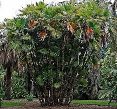 Image result for Acoelorrhaphe wrightii