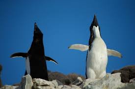 Cimino tells sidder that researchers have already seen reduced fish populations in some areas, forcing the penguins to subsist mainly on krill. Antarctica Could Lose Most Of Its Penguins To Climate Change
