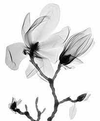 Magnolia Xray Art Xray Flower Art