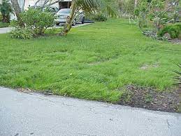Fescue grass is a group of cool season grass varieties that grow from the usa transition zone, north into canada as lawn, sports fields, commercial lawns, and pasture grass. Beware Of Too Good To Be True Lawn Grass Seed Advertisements Gardening In The Panhandle