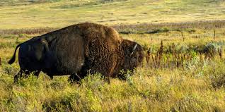 A number of pages on the government of saskatchewan's website have been professionally translated in french. Saskatchewan Kanada Reisen Informationsportal