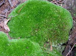 Image result for Monothecium glandulosum