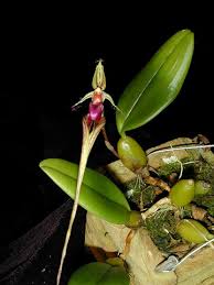 Image result for Bulbophyllum oreonastes