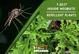 Your cat's favorite herb is also perfect for keeping mosquitoes away. 9 Best Indoor Mosquito Repellent Plants For Every Household Pest Samurai