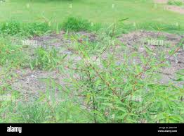 Image result for Corchorus kirkii