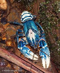 Kerevit Crayfish Panosundaki Pin