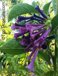 Image result for Iochroma