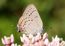 Image result for Satyrium