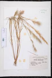 Image result for Aristida adscensionis