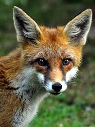 Katzenfutter oder offene abfalltonnen sind auf dem grundstück tabu. Der Fuchs Raubtier Mit Sozialer Ader Mein Schoner Garten