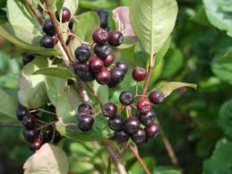 Kahle Apfelbeere Schwarze Apfelbeere Aronia Melanocarpa Aronia Melanocarpa Beeren Rosengewachse