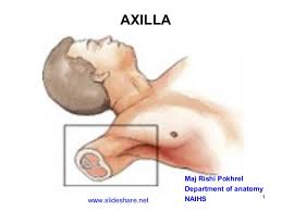 The last of the axillary contents are the axillary lymph nodes. Axilla