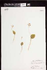 Image result for Malaxis katangensis