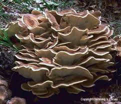 Image result for Polyporus pendulus