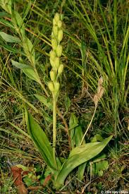 Image result for Liparis harketii