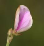 Image result for Tephrosia meisneri