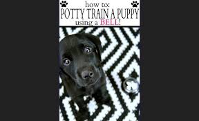 Positive reinforcement for kennel training: How To Potty Train A Puppy Quora