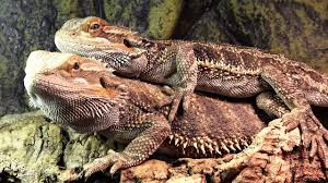 Maybe you would like to learn more about one of these? Bearded Dragons Mating Behavior Youtube