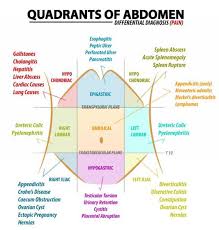 The division into four quadrants permits the localization of pain and tenderness or other discomforts. Quadrants Of The Abdomen On Meducation