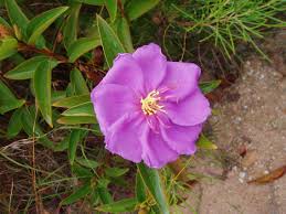 Had no need for it then developed arthritus in my hands. Coolum Native Nursery