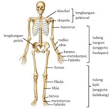 Learn vocabulary, terms and more with flashcards, games and other study tools. Soalan Dan Jawapan Biologi Tingkatan 4 Cheveux S