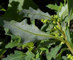 Check spelling or type a new query. Oak Leaved Goosefoot Chenopodium Glaucum