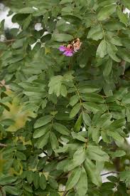 Image result for Baikiaea